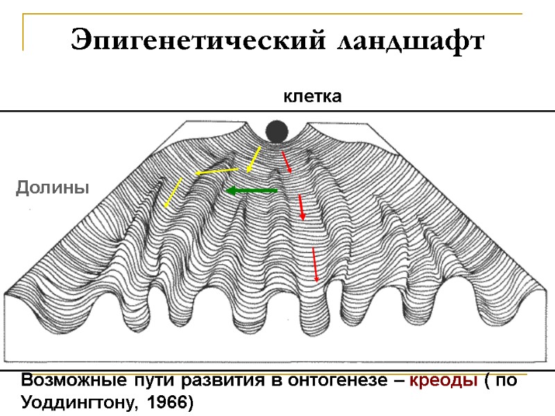 Эпигенетический ландшафт клетка Возможные пути развития в онтогенезе – креоды ( по Уоддингтону, 1966) Эпигенетический ландшафт клетка Возможные пути развития в онтогенезе – креоды ( по Уоддингтону, 1966)